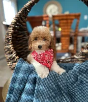 Tom, a female Poodle - Miniature  for sale in Dallas, TX – 2 of 3