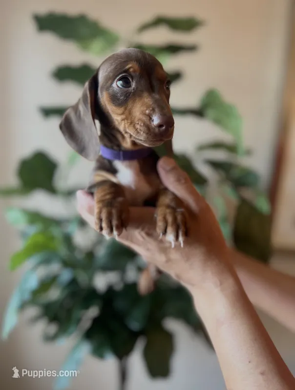 Brandy  – Miniature Dachshund puppy for sale in Dallas, TX