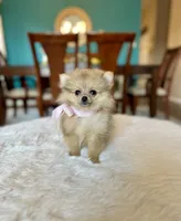 Bella , a female Pomeranian for sale in Dallas, TX – 2 of 3