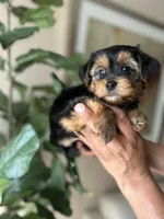 Layla , a female Yorkshire Terrier for sale in Dallas, TX – 4 of 4