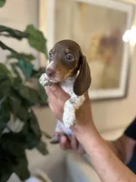 Heidy , a female Miniature Dachshund for sale in Dallas, TX – 3 of 3