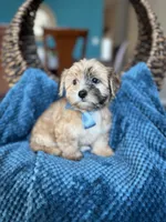 Cooper , a male Morkie for sale in Dallas, TX – Photo 2 of 3
