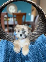 Cooper , a male Morkie for sale in Dallas, TX – Photo 3 of 3