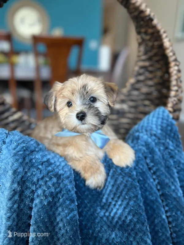 Cooper  – Morkie puppy for sale in Dallas, TX