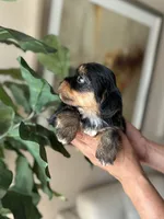Tobby , a male Yorkshire Terrier for sale in Dallas, TX – 2 of 3