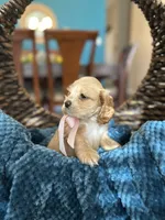 Emma , a female Cocker Spaniel for sale in Dallas, TX – 3 of 3