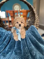Tom, a male Maltipoo for sale in Dallas, TX – 3 of 3