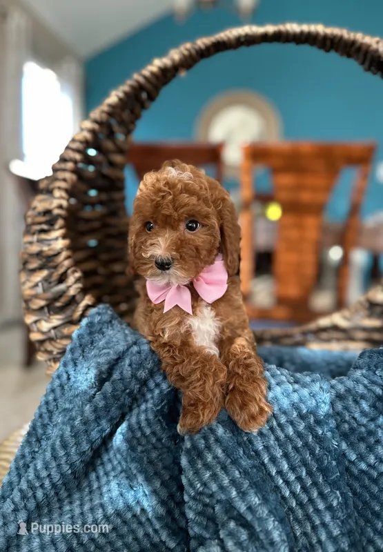 Lulu – Poodle - Miniature  puppy for sale in Dallas, TX