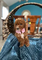 Lulu, a female Poodle - Miniature  for sale in Dallas, TX – 1 of 3
