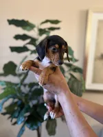 Rocky , a male Miniature Dachshund for sale in Dallas, TX – Photo 3 of 3