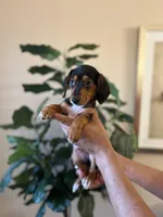 Rocky , a male Miniature Dachshund for sale in Dallas, TX – Photo 2 of 3