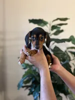 Rocky , a male Miniature Dachshund for sale in Dallas, TX – Photo 1 of 3