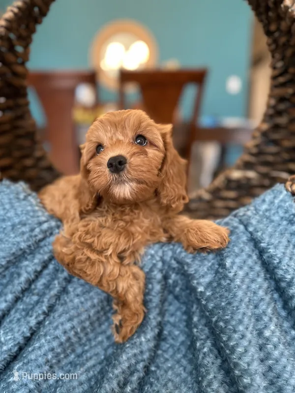 Charlie  – Cavapoo puppy for sale in Dallas, TX
