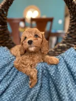 Charlie , a male Cavapoo for sale in Dallas, TX – 1 of 3
