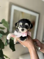 Emma, a female Yorkipoo for sale in Dallas, TX – 3 of 3
