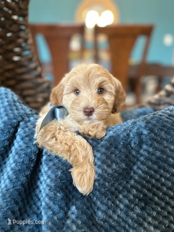 Robin – Maltipoo puppy for sale in Dallas, TX