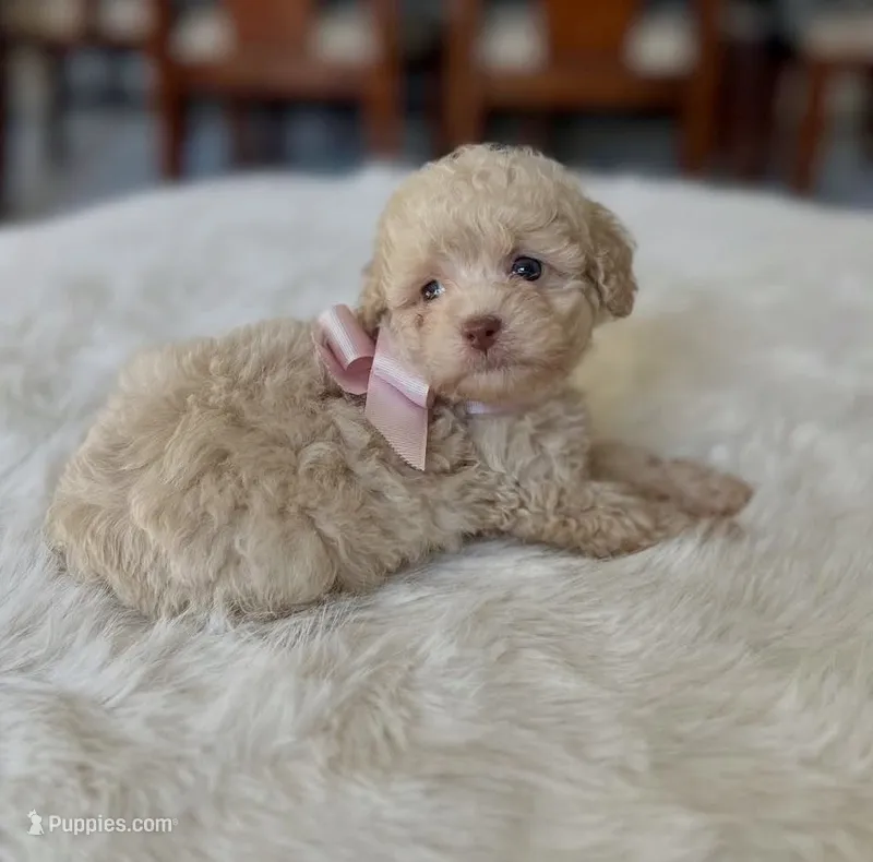 Becky – Poodle - Miniature  puppy for sale in Dallas, TX