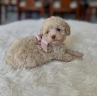 Becky, a female Poodle - Miniature  for sale in Dallas, TX – 1 of 2