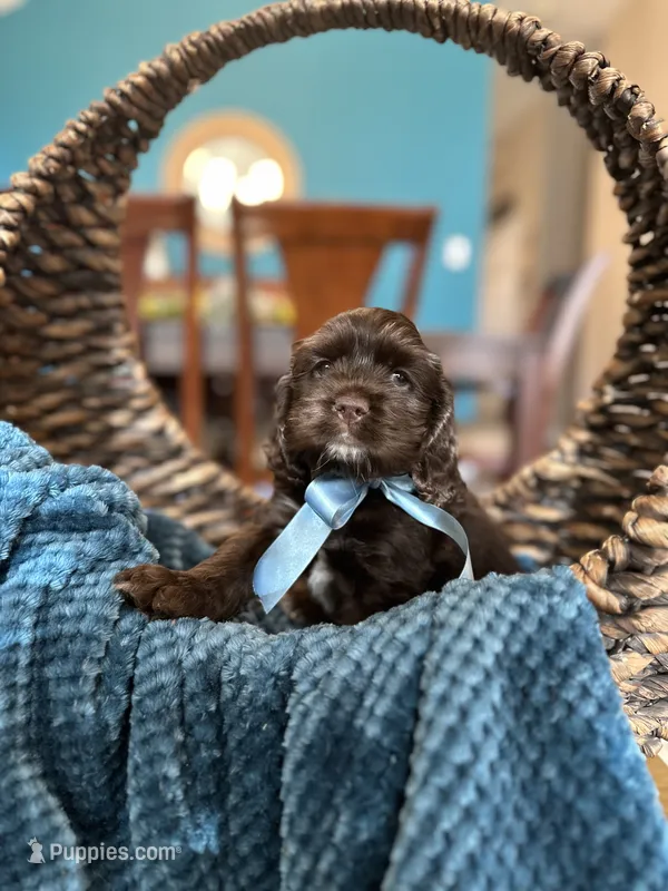 Max – Cocker Spaniel puppy for sale in Dallas, TX