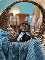 Max, a male Cocker Spaniel for sale in Dallas, TX – 1 of 3
