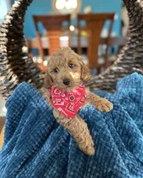 Tommy , a male Miniature Goldendoodle for sale in Dallas, TX – 3 of 3