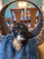 Henry, a male Poodle - Miniature  for sale in Dallas, TX – 2 of 3