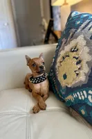 Wilson , a male Miniature Pinscher for sale in Dallas, TX – 1 of 3