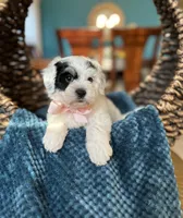 Gracie, a female Havachon for sale in Dallas, TX – 2 of 3