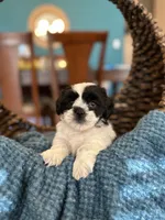 Bear , a male Shihpoo for sale in Dallas, TX – 3 of 3