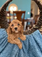 Charlie , a male Cavapoo for sale in Dallas, TX – 3 of 3