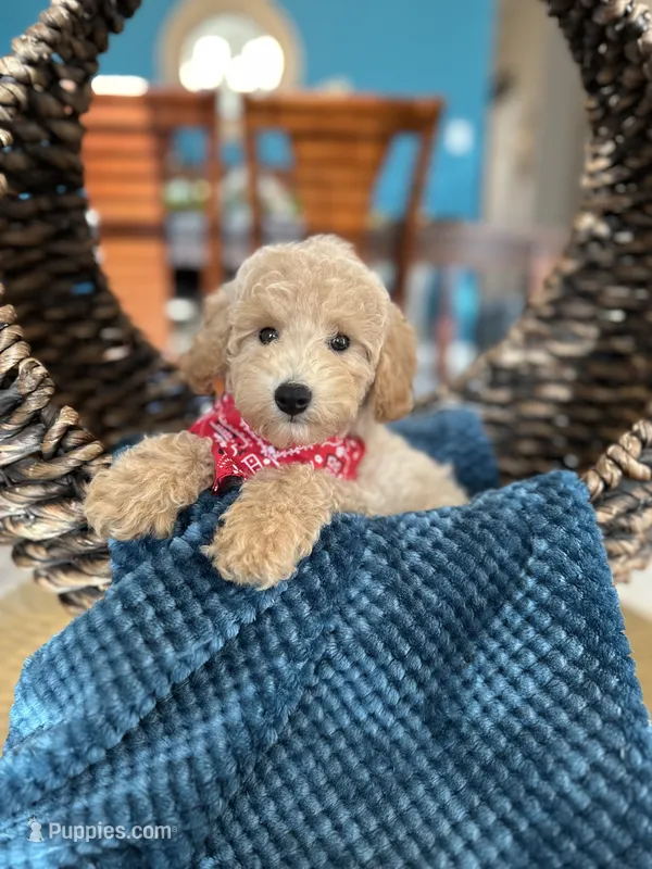 Max  – Goldendoodle puppy for sale in Dallas, TX