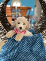 Max , a male Goldendoodle for sale in Dallas, TX – 1 of 3