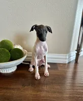Chloe , a female Italian Greyhound for sale in Dallas, TX – 2 of 3