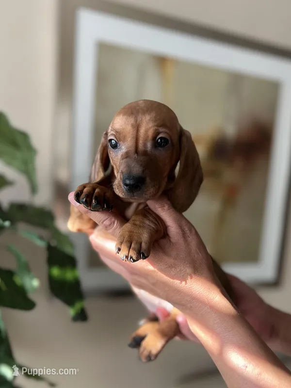 Sadie , a female Miniature Dachshund for sale in Dallas, TX – Photo 1 of 3