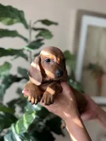 Sadie , a female Miniature Dachshund for sale in Dallas, TX – Photo 2 of 3