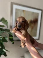 Sadie , a female Miniature Dachshund for sale in Dallas, TX – Photo 3 of 3