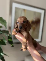 Sadie , a female Miniature Dachshund for sale in Dallas, TX – Photo 1 of 3