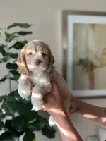 Max, a male Cocker Spaniel for sale in Dallas, TX – Photo 2 of 4