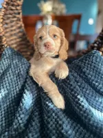 Max, a male Cocker Spaniel for sale in Dallas, TX – Photo 4 of 4