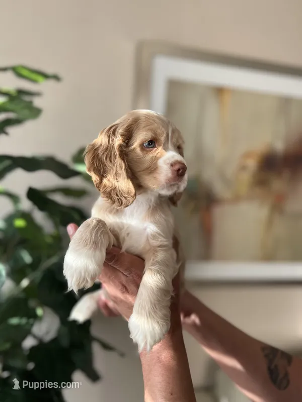 Max – Cocker Spaniel puppy for sale in Dallas, TX