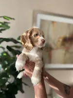 Max, a male Cocker Spaniel for sale in Dallas, TX – Photo 1 of 4