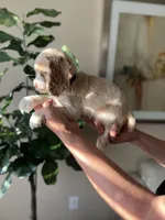 Max, a male Cocker Spaniel for sale in Dallas, TX – Photo 3 of 4