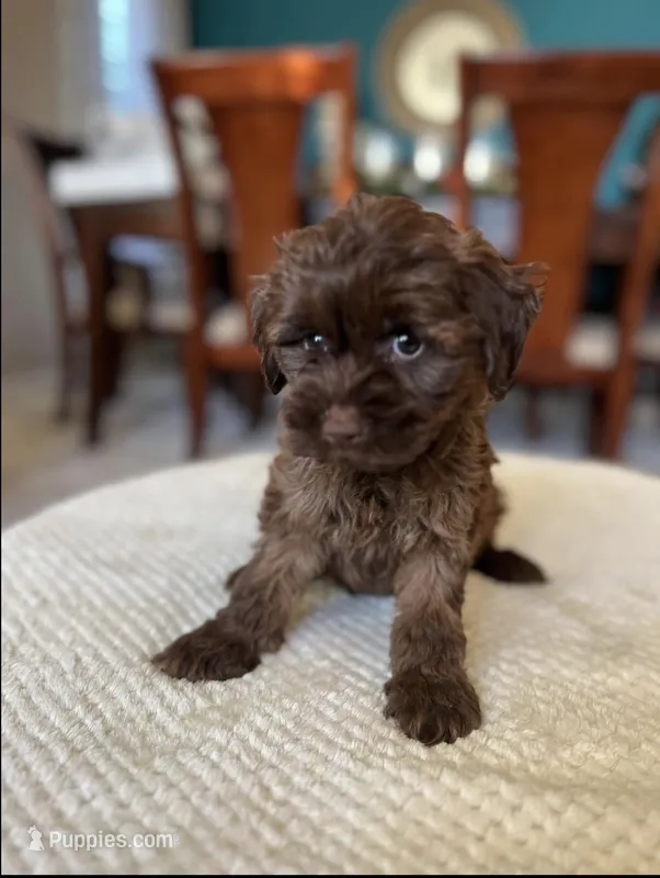 Kate – Yorkipoo puppy for sale in Dallas, TX