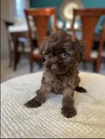 Kate, a female Yorkipoo for sale in Dallas, TX – 1 of 2