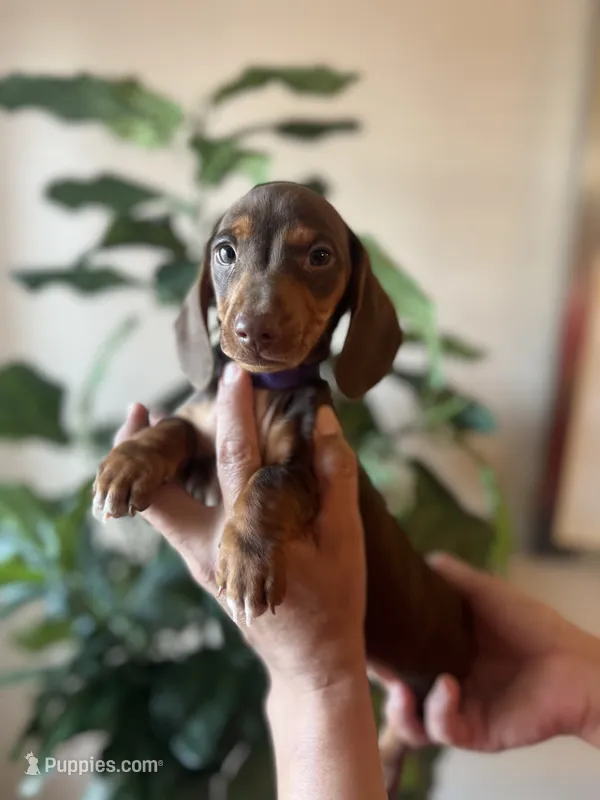Lola  – Miniature Dachshund puppy for sale in Dallas, TX