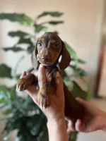 Lola , a female Miniature Dachshund for sale in Dallas, TX – 1 of 2
