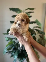 Becky , a female Poodle - Miniature  for sale in Dallas, TX – Photo 3 of 3