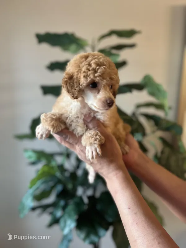 Becky , a female Poodle - Miniature  for sale in Dallas, TX – Photo 1 of 3