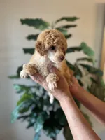 Becky , a female Poodle - Miniature  for sale in Dallas, TX – Photo 1 of 3