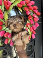  Bruno , a male Yorkshire Terrier for sale in Dallas, TX – 2 of 3